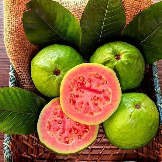 Organic Guava Seeds (Free Pot Mixture 100 gm)