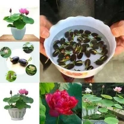 KULTGARDEN™ Japanese Lotus Bonsai Seeds – | Easy to Grow, High Success Rate