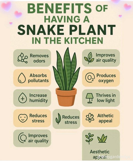 🌵 Snake Plant – Air-Purifying Indoor Houseplant | Low-Maintenance 🌿 with FREE Growth Booster