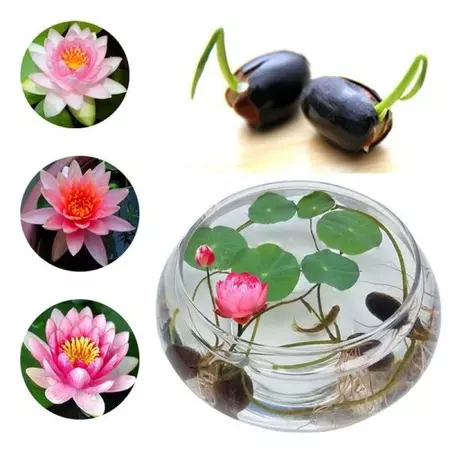 KULTGARDEN™ Japanese Lotus Bonsai Seeds – 40 Pcs (Pack of 2) | Easy to Grow, High Success Rate