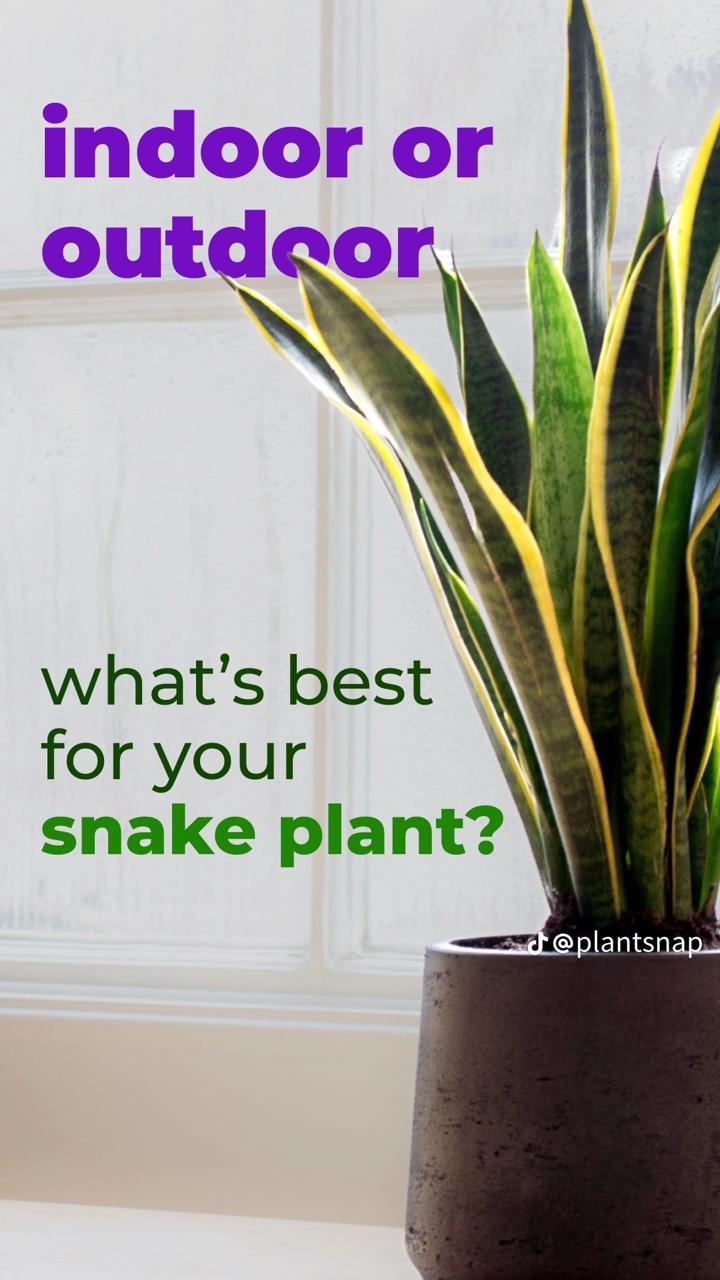 🌵 Snake Plant – Air-Purifying Indoor Houseplant | Low-Maintenance 🌿 with FREE Growth Booster