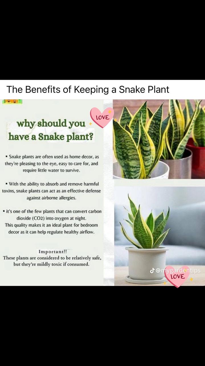 🌵 Snake Plant – Air-Purifying Indoor Houseplant | Low-Maintenance 🌿 with FREE Growth Booster