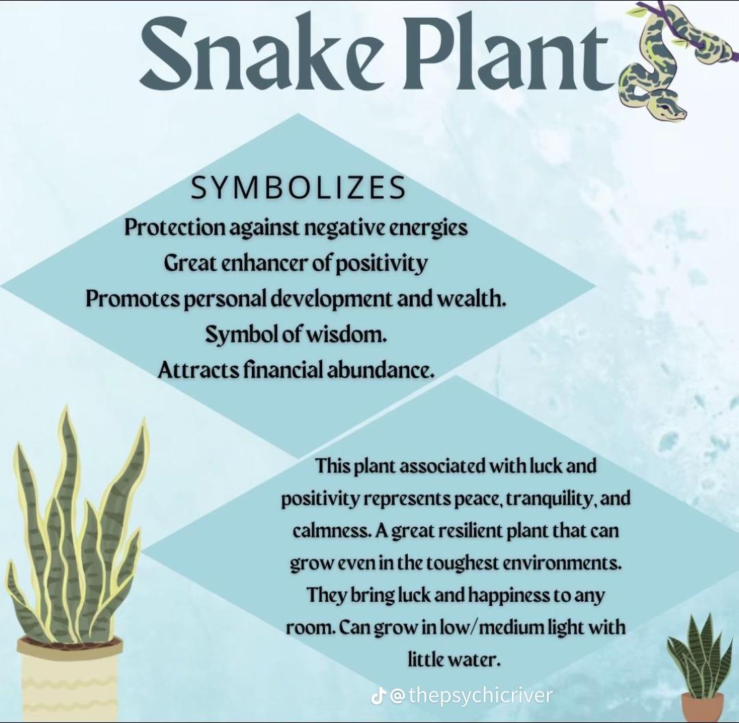 🌵 Snake Plant – Air-Purifying Indoor Houseplant | Low-Maintenance 🌿 with FREE Growth Booster