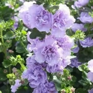 KULTGARDEN™ Imported Double Hollyhock Flower Seeds | Tall, Colorful, Peony-Like Blooms for Garden
