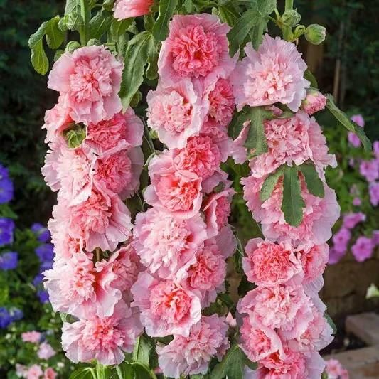 KULTGARDEN™ Imported Double Hollyhock Flower Seeds | Tall, Colorful, Peony-Like Blooms for Garden