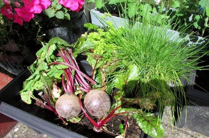 🌱 Beetroot Seeds + Free Organic Pot Mix – 100 gm | Grow Your Own Superfood 🌿