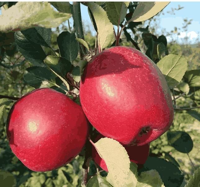HRMN-99 Apple Plant 🍎 – Low-Chill ❄️, All-Season 🌦️, Fast-Fruiting ⚡, High-Yield 🌱 Apple Tree for All Indian Climates 🇮🇳