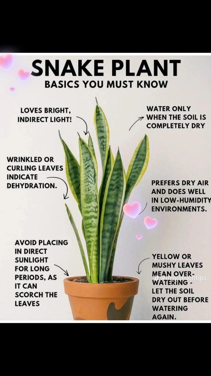 🌵 Snake Plant – Air-Purifying Indoor Houseplant | Low-Maintenance 🌿 with FREE Growth Booster