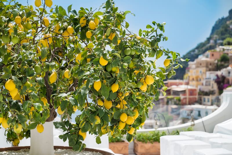 Organic Lemon Plant - 12 Months Fruit - Barahmasi Plant - High Growth Indoor/Outdoor Balcony Large Size + FREE Growth Booster