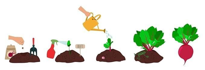 🌱 Beetroot Seeds + Free Organic Pot Mix – 100 gm | Grow Your Own Superfood 🌿