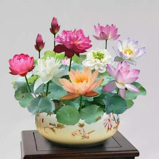 KULTGARDEN™ Japanese Lotus Bonsai Seeds – | Easy to Grow, High Success Rate