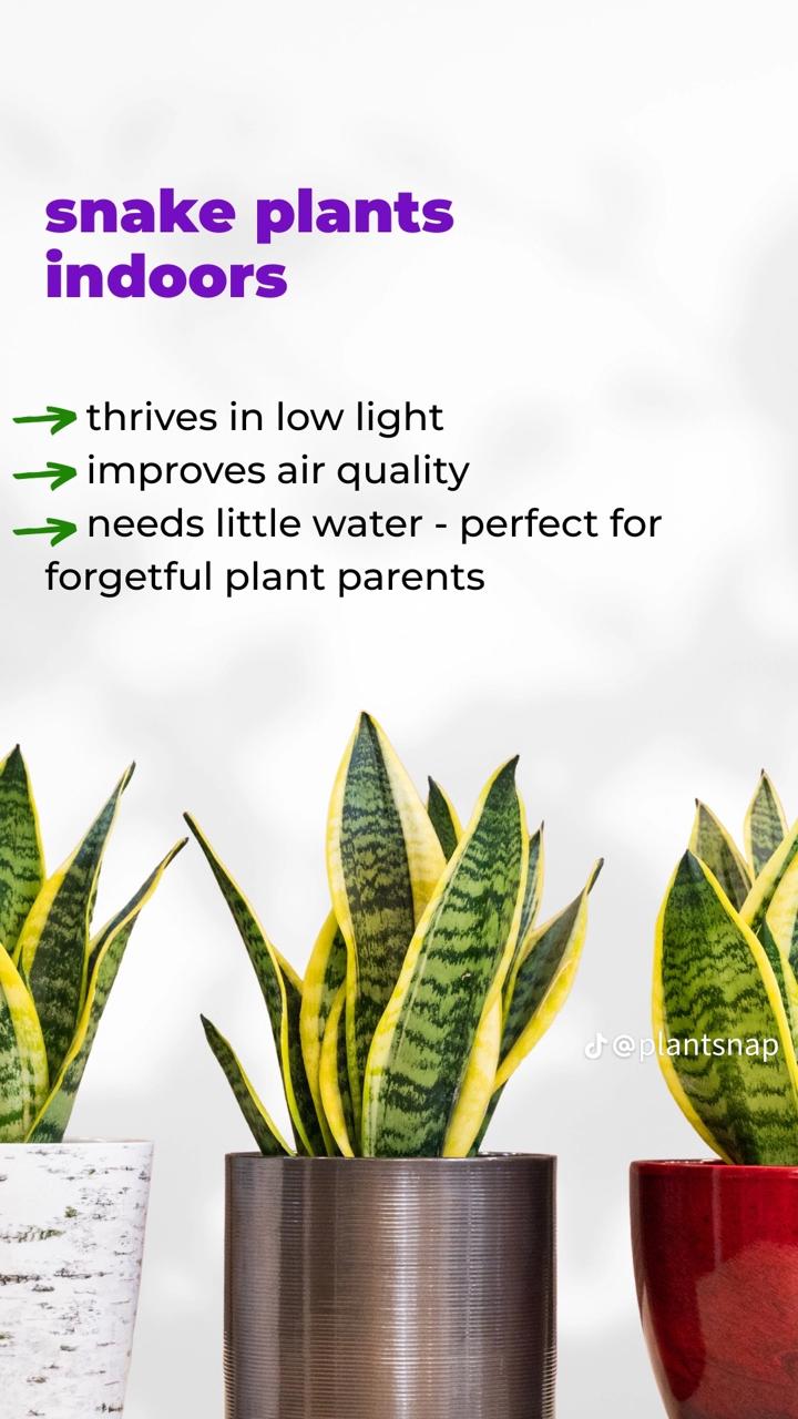 🌵 Snake Plant – Air-Purifying Indoor Houseplant | Low-Maintenance 🌿 with FREE Growth Booster