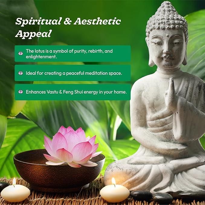 KULTGARDEN™ Japanese Lotus Bonsai Seeds – 40 Pcs (Pack of 2) | Easy to Grow, High Success Rate