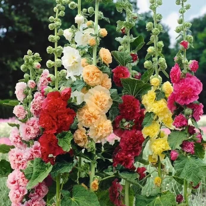 KULTGARDEN™ Imported Double Hollyhock Flower Seeds | Tall, Colorful, Peony-Like Blooms for Garden