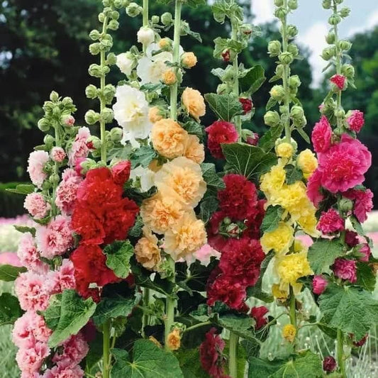 KULTGARDEN™ Imported Double Hollyhock Flower Seeds | Tall, Colorful, Peony-Like Blooms for Garden