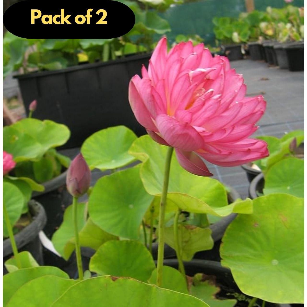 KULTGARDEN™ Japanese Lotus Bonsai Seeds – 40 Pcs (Pack of 2) | Easy to Grow, High Success Rate