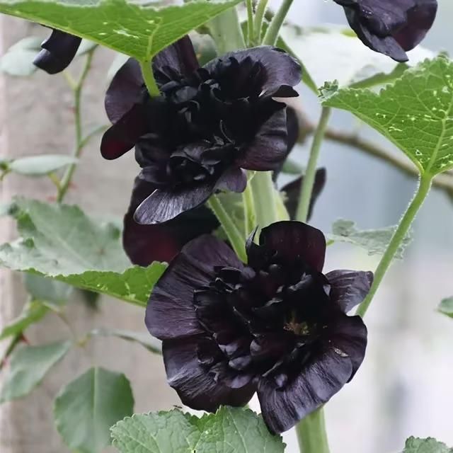 KULTGARDEN™ Imported Double Hollyhock Flower Seeds | Tall, Colorful, Peony-Like Blooms for Garden