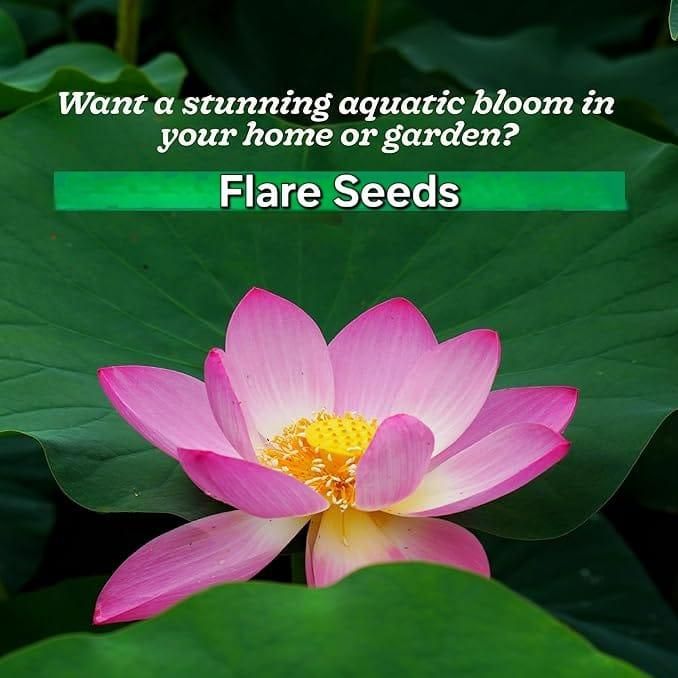 KULTGARDEN™ Japanese Lotus Bonsai Seeds – | Easy to Grow, High Success Rate