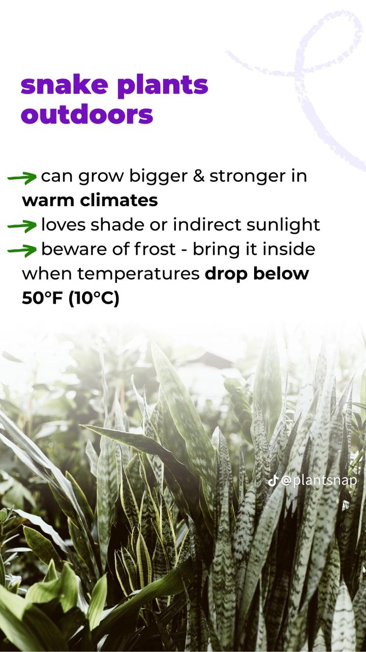 🌵 Snake Plant – Air-Purifying Indoor Houseplant | Low-Maintenance 🌿 with FREE Growth Booster