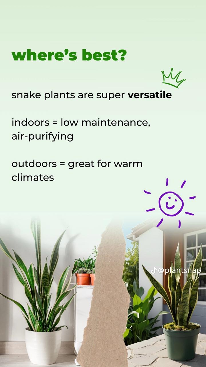 🌵 Snake Plant – Air-Purifying Indoor Houseplant | Low-Maintenance 🌿 with FREE Growth Booster