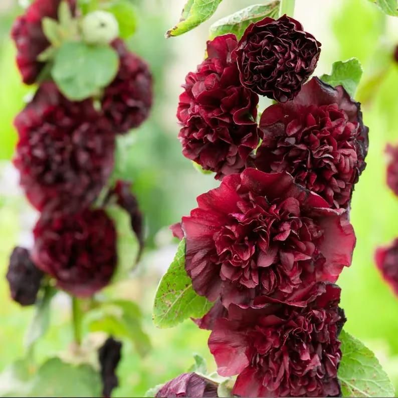 KULTGARDEN™ Imported Double Hollyhock Flower Seeds | Tall, Colorful, Peony-Like Blooms for Garden