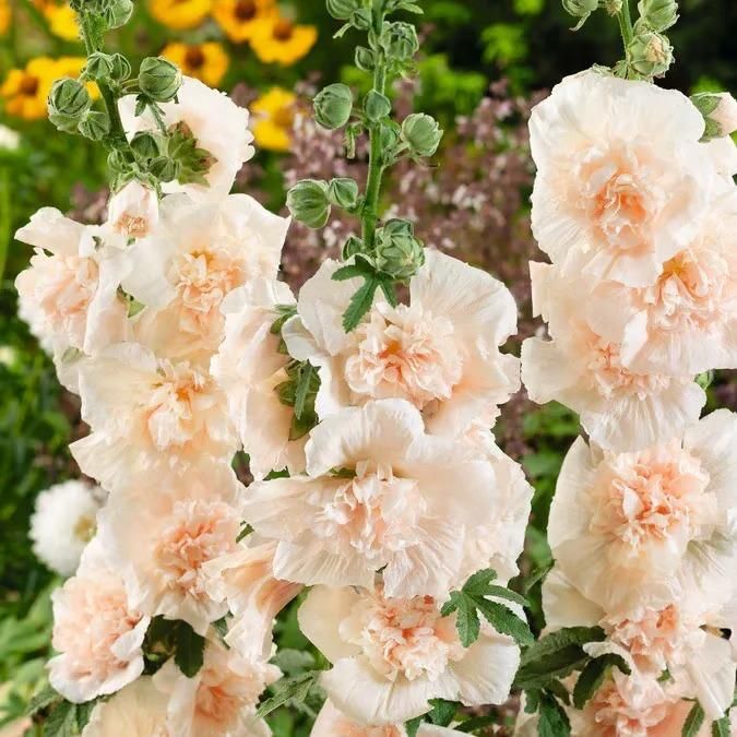 KULTGARDEN™ Imported Double Hollyhock Flower Seeds | Tall, Colorful, Peony-Like Blooms for Garden