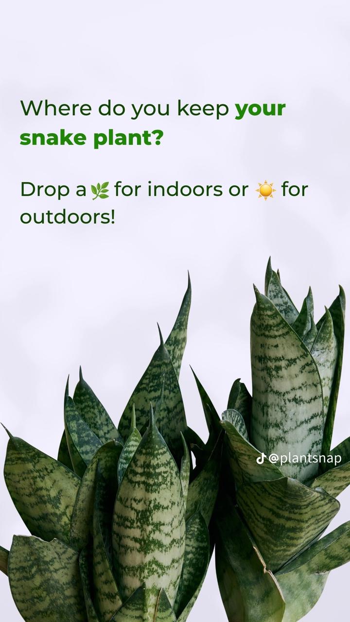 🌵 Snake Plant – Air-Purifying Indoor Houseplant | Low-Maintenance 🌿 with FREE Growth Booster