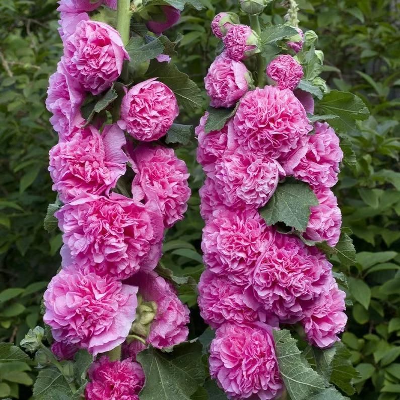 KULTGARDEN™ Imported Double Hollyhock Flower Seeds | Tall, Colorful, Peony-Like Blooms for Garden