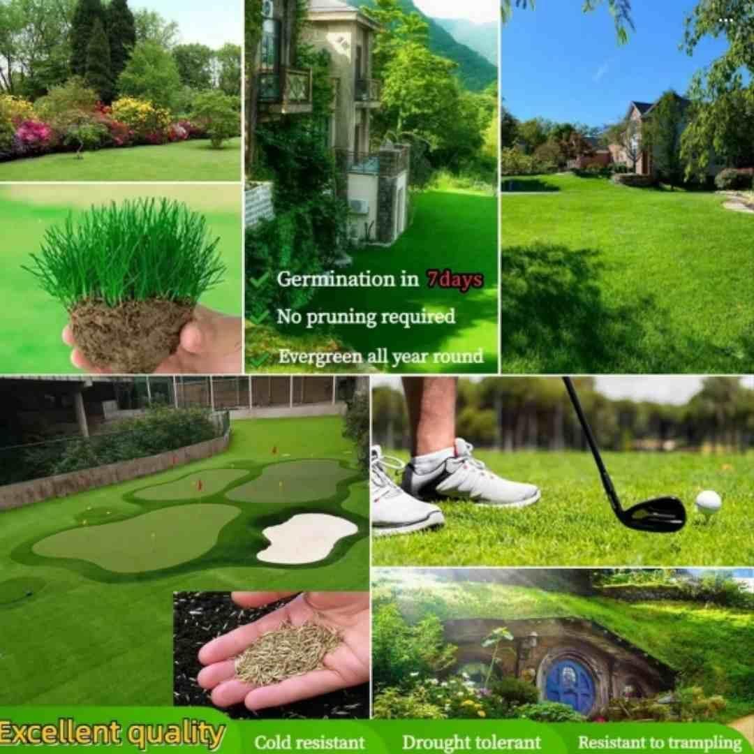 KULTGARDEN™ Imported Hybrid Grass Seeds | Fast Germination (5–10 Days) | Perfect for Home Lawns, Terrace & Balcony Gardens