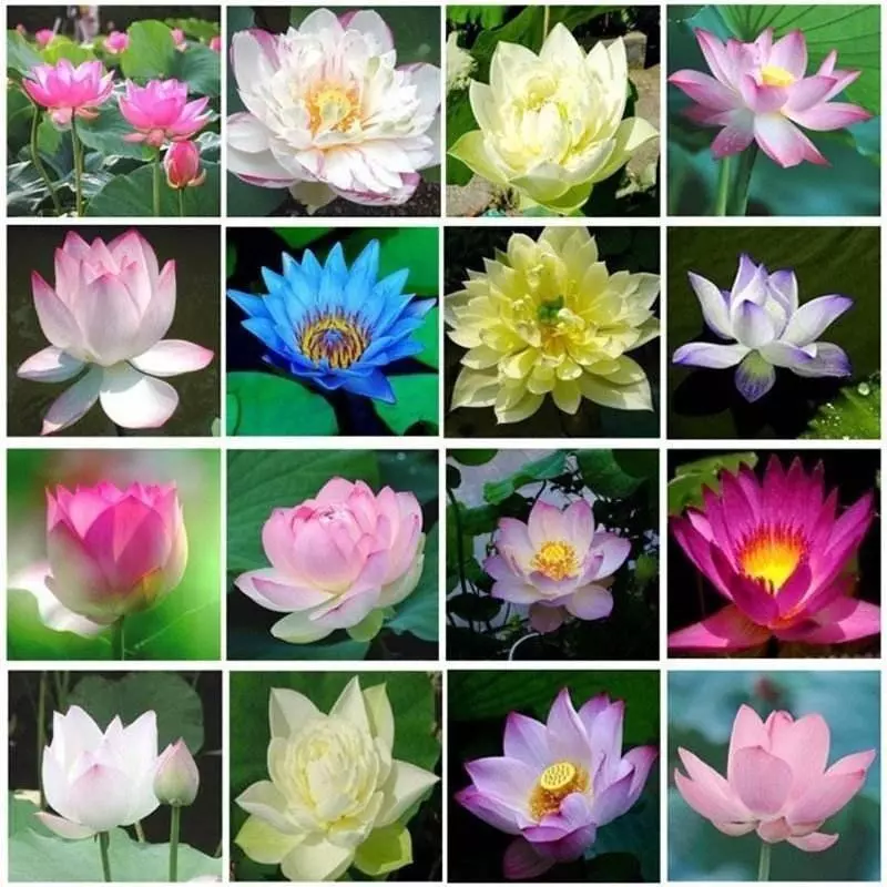KULTGARDEN™ Japanese Lotus Bonsai Seeds – | Easy to Grow, High Success Rate