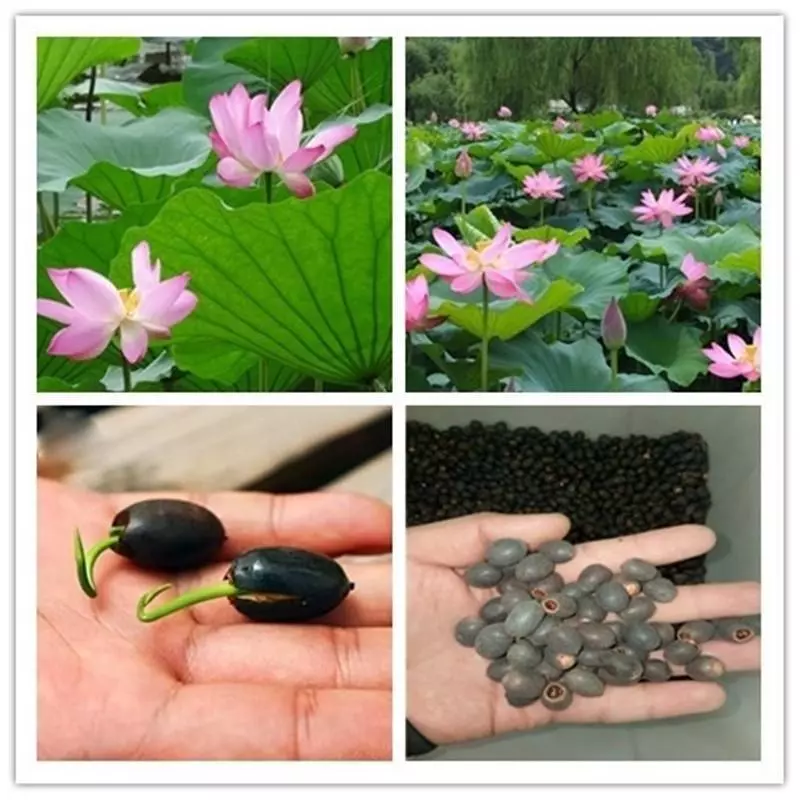 KULTGARDEN™ Japanese Lotus Bonsai Seeds – 40 Pcs (Pack of 2) | Easy to Grow, High Success Rate