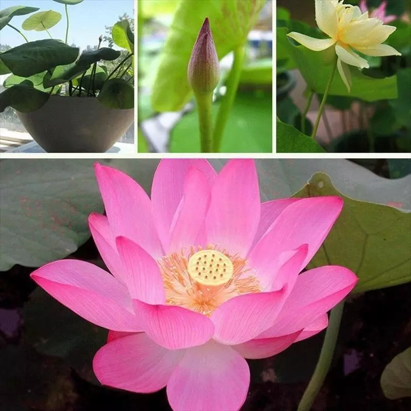 KULTGARDEN™ Japanese Lotus Bonsai Seeds – | Easy to Grow, High Success Rate