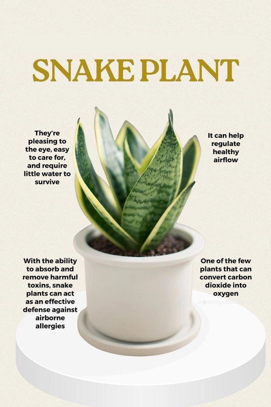 🌵 Snake Plant – Air-Purifying Indoor Houseplant | Low-Maintenance 🌿 with FREE Growth Booster
